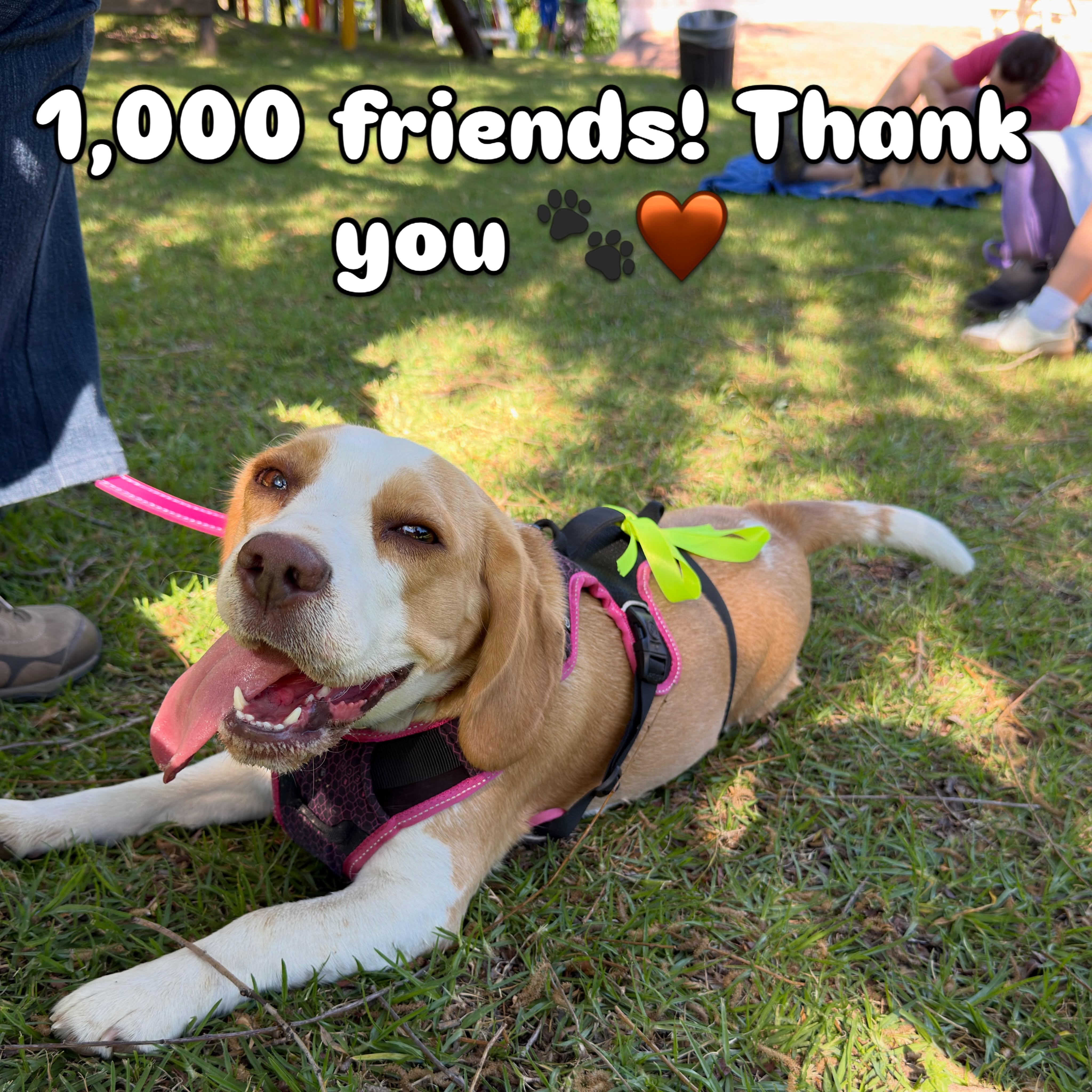 Xena the beagle